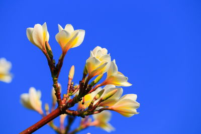 Close-up of yellow flower against blue sky