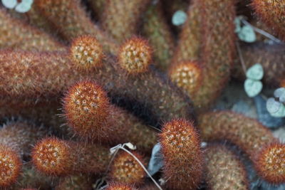 Close-up of orange cactus growing outdoors