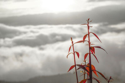 Close-up of red plant against sky