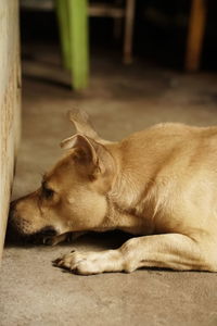 Close-up of a dog sleeping