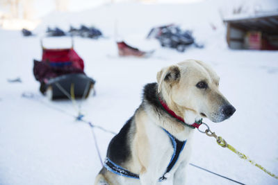 Serious dog looking away while standing on snowy field