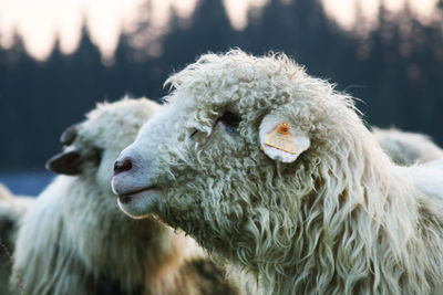 Close-up of sheep