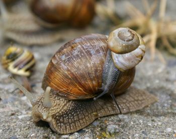 Close-up of snail