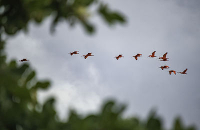 Low angle view of birds flying