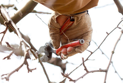 Cropped hand cutting branch