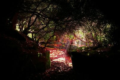 View of trees at night