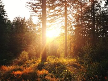 Trees in forest against sky during autumn