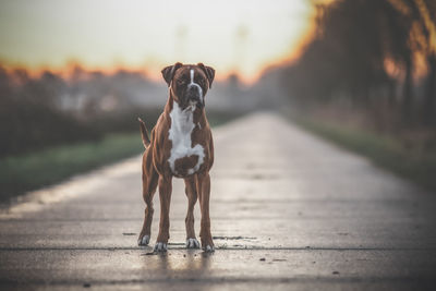 Portrait of dog standing on footpath during sunset