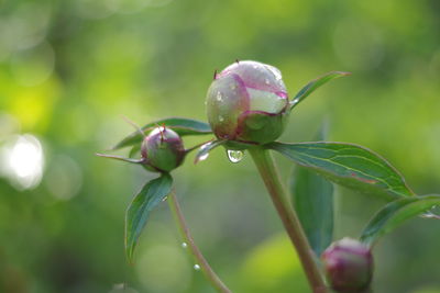 Close-up of wet pink flower buds