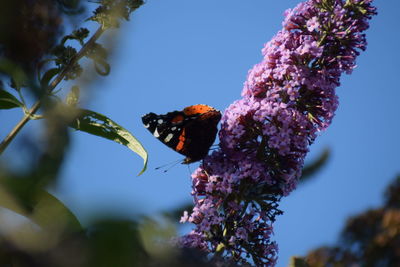 Close-up of butterfly pollinating on flower