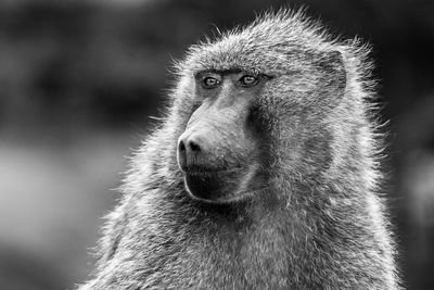 Close-up portrait of a baboon