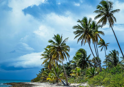 Palm trees on beach against sky