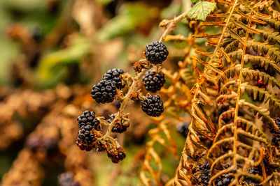 Close-up of berries growing on tree