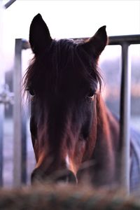 Close-up of horse