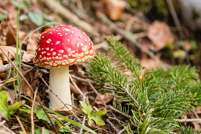 Close-up of fly agaric mushroom on field