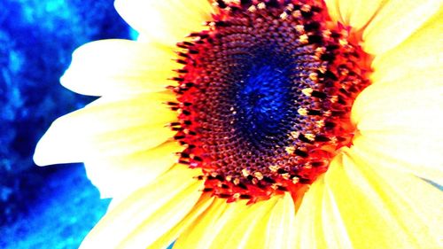 Close-up of sunflower blooming outdoors