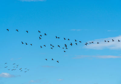 Low angle view of birds flying in sky