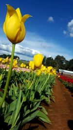 Close-up of yellow flowers growing on plant against sky