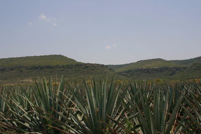 Scenic view of agricultural field against sky