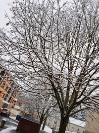 Bare tree against sky in city