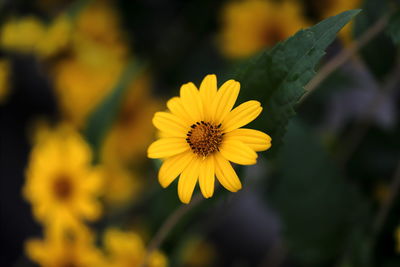 Close-up of yellow flower