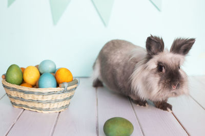 Close-up of rabbit on table