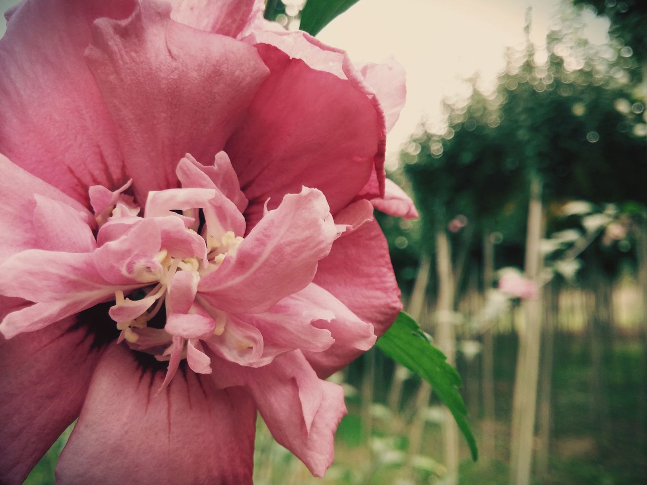 flower, petal, freshness, fragility, flower head, pink color, growth, beauty in nature, close-up, nature, blooming, focus on foreground, plant, in bloom, single flower, stamen, blossom, pink, park - man made space, pollen