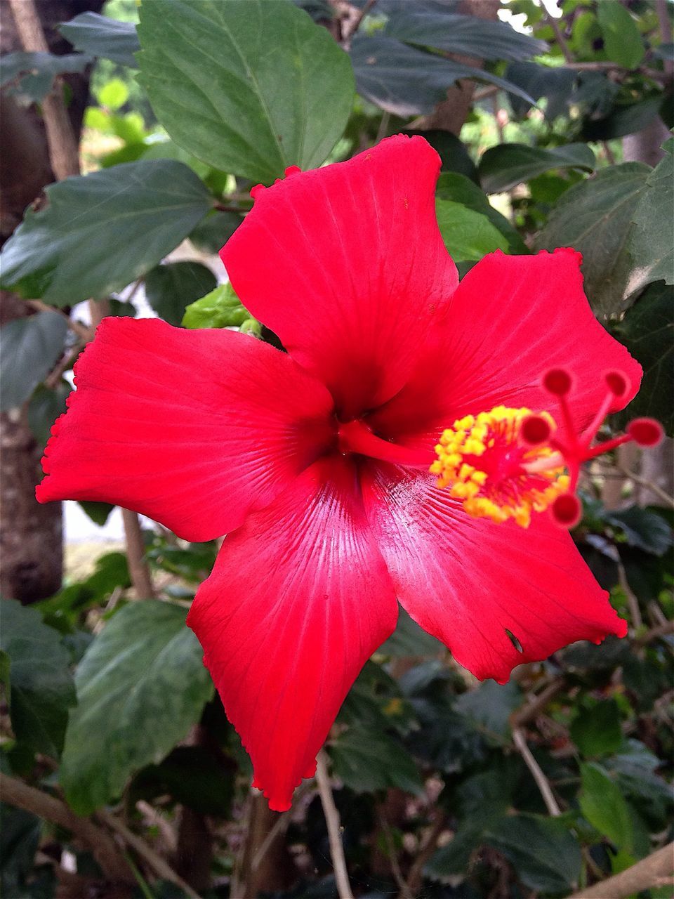 flower, petal, freshness, flower head, red, fragility, growth, close-up, beauty in nature, blooming, focus on foreground, leaf, plant, nature, stamen, single flower, pollen, hibiscus, in bloom, day