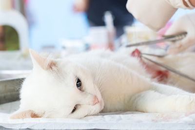 Cropped hands of veterinarian operating cat in hospital