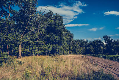 Trees in forest against sky