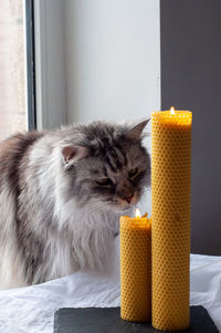 Close-up of a cat on bed at home