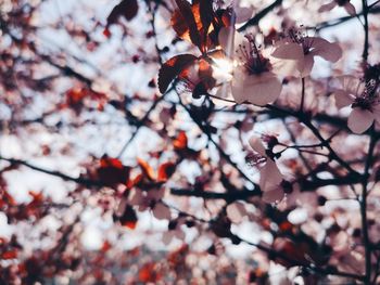 Low angle view of cherry blossoms in spring