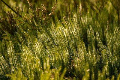 Full frame shot of pine tree