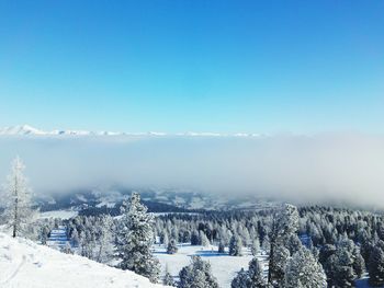 High angle view of trees growing on snow covered field during foggy weather