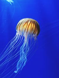 Close-up of jellyfish in sea