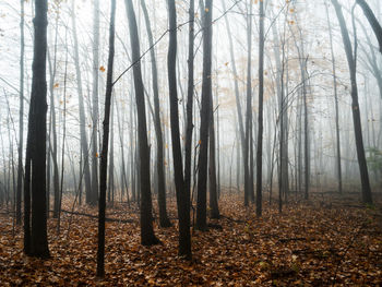 Trees in forest during autumn