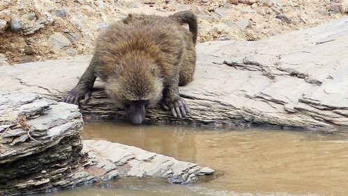 Cat on rock by water