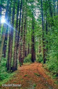 Footpath passing through forest