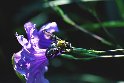 Close-up of bee on flower