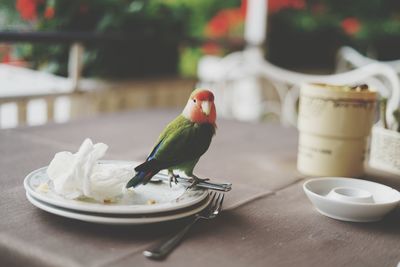 Close-up of parrot perching on table