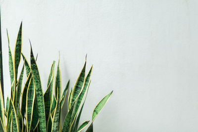 Close-up of bamboo against white background