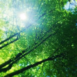 Low angle view of trees