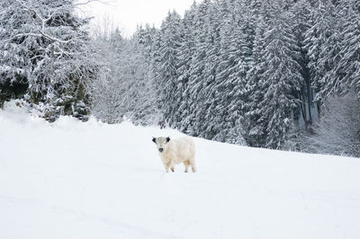 Dog on snow covered trees