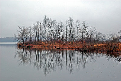 Reflection of trees in lake