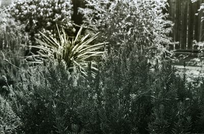 Close-up of plants