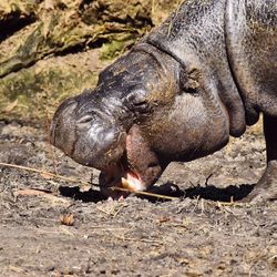 Hippopotamus grazing on field