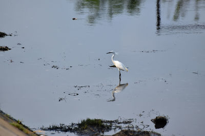 Birds in calm water