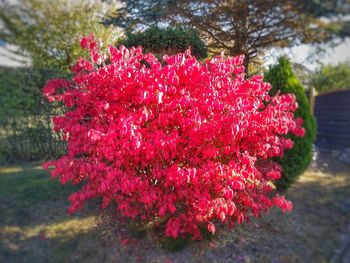 Close-up of pink flowering plants in park