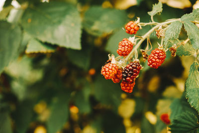 Close-up of red berries growing on plant