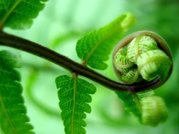 Close-up of insect on plant